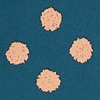 default image