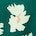 default image