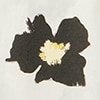 default image