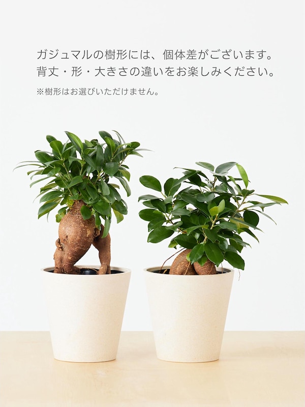 ガジュマル