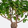 default image