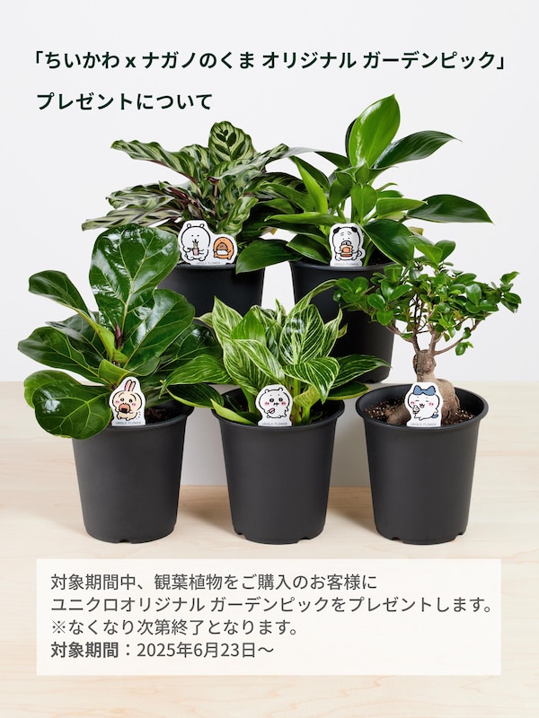 ガジュマル
