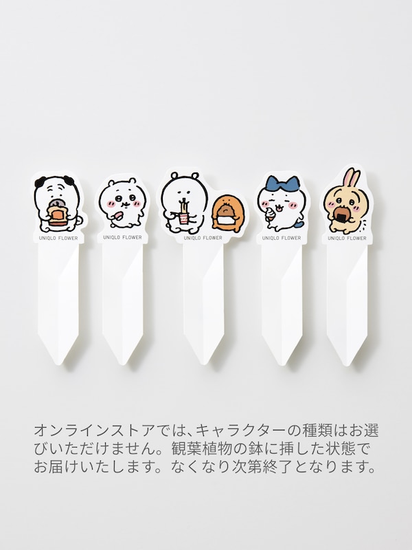 ガジュマル