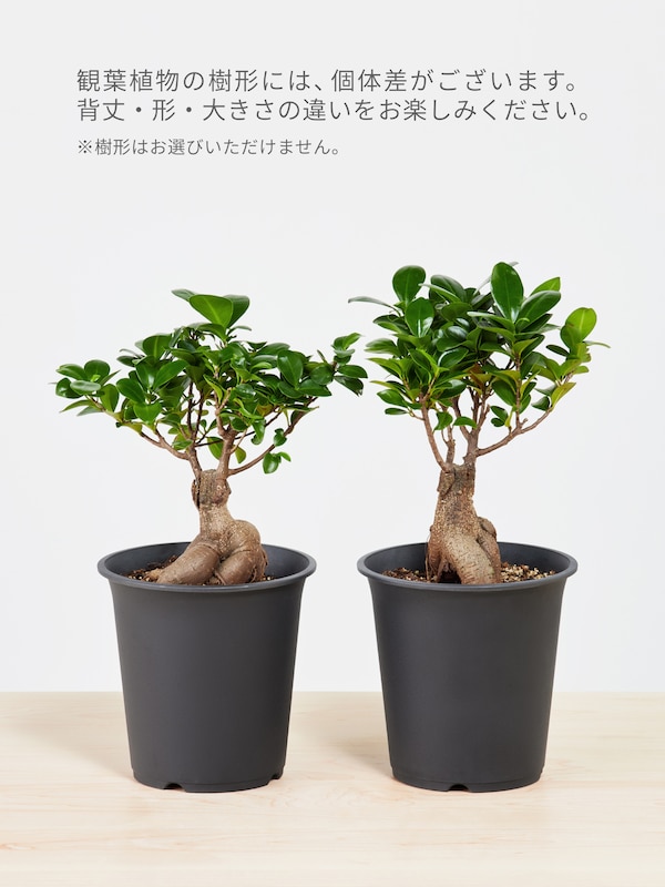 ガジュマル