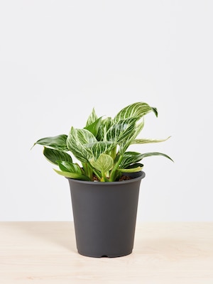 フィロデンドロン・バーキン