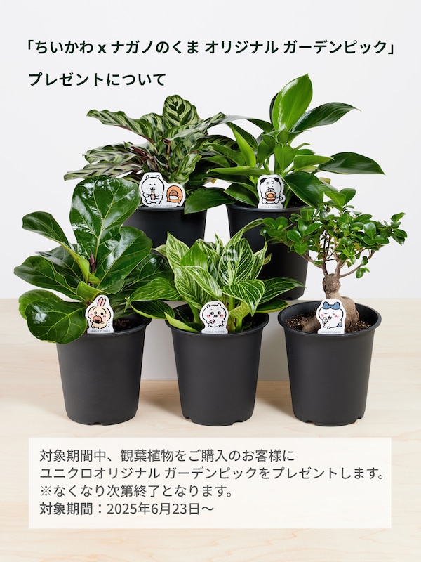 フィロデンドロン・バーキン