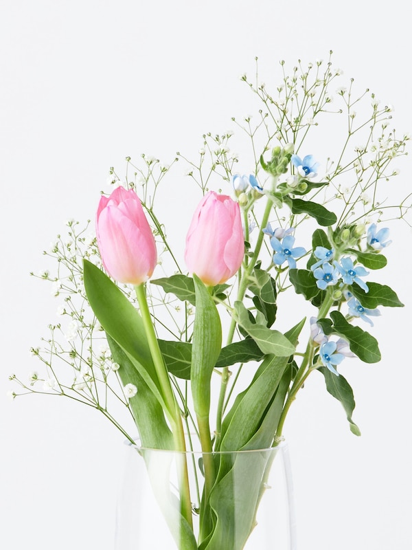 季節限定 チューリップ