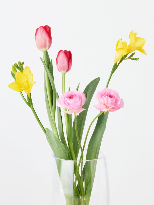 季節限定 ラナンキュラス