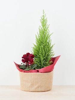 季節限定 コニファー・シクラメン