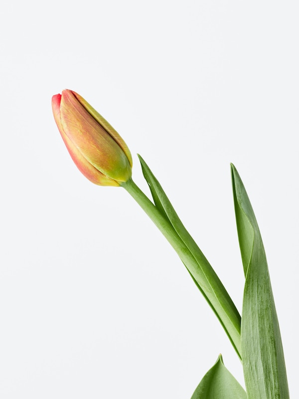 季節限定 チューリップブーケ