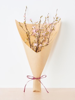 季節限定 サクラ