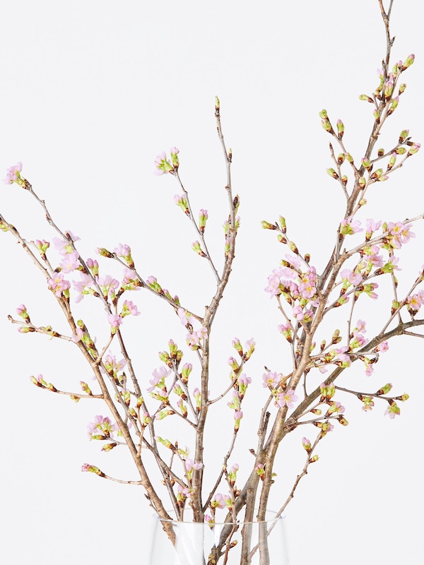 季節限定 サクラ