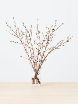 季節限定サクラロング