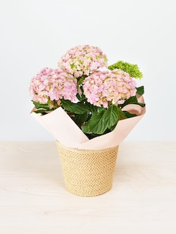 【予約商品】母の日アジサイ