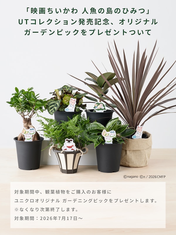 ソフィアフィカス