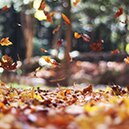 INSPIRATION FÜR DEN HERBST