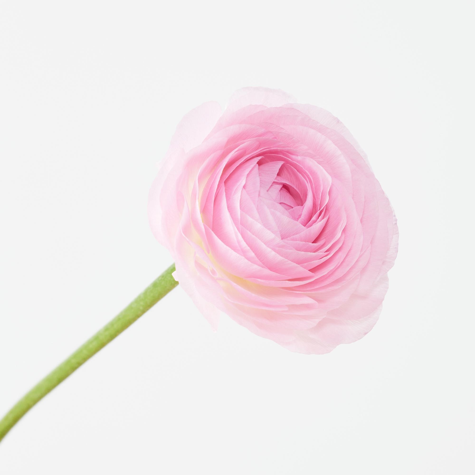 https://image.uniqlo.com/UQ/ST3/jp/imagesgoods/481311/feature/jpgoods_481311_feature1.jpg