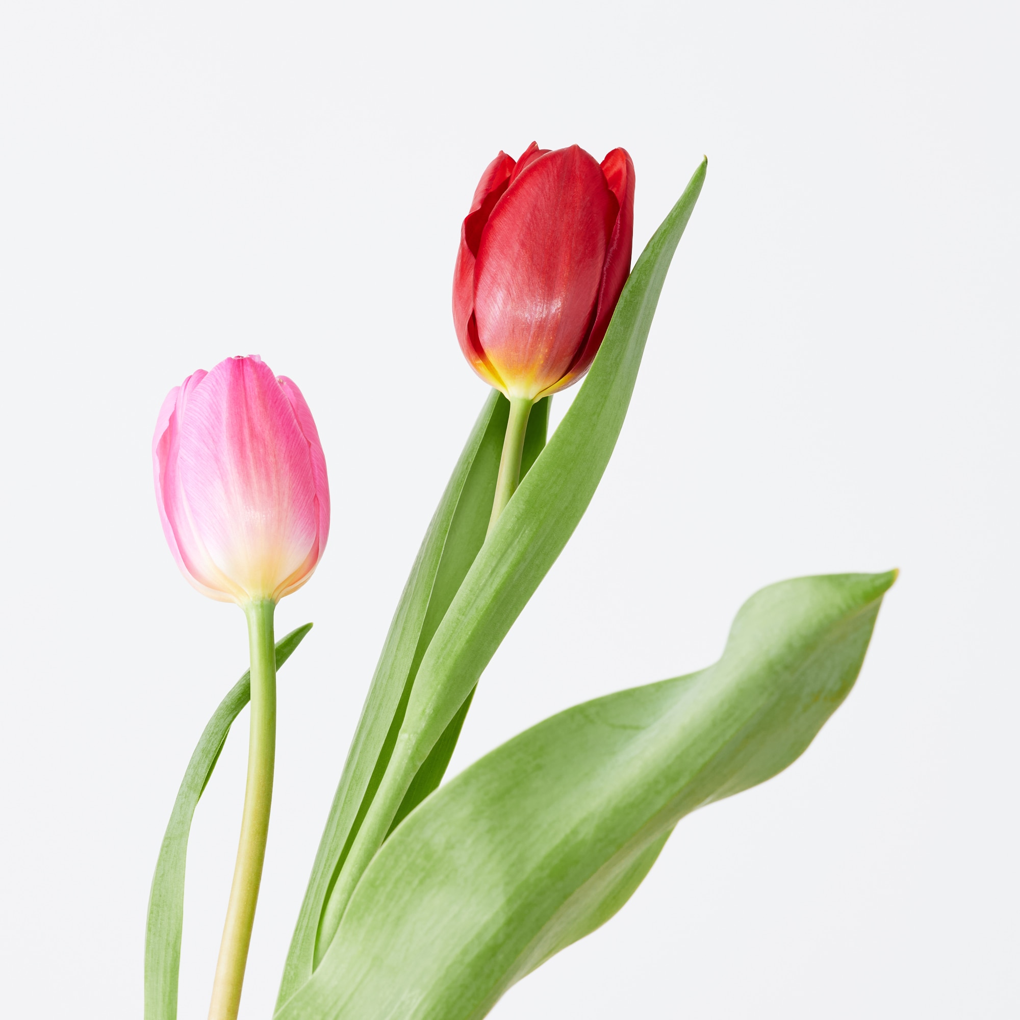 https://image.uniqlo.com/UQ/ST3/jp/imagesgoods/481311/feature/jpgoods_481311_feature2.jpg