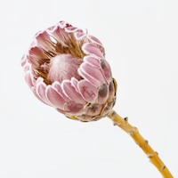 https://image.uniqlo.com/UQ/ST3/jp/imagesgoods/483828/feature/jpgoods_483828_feature2.jpg