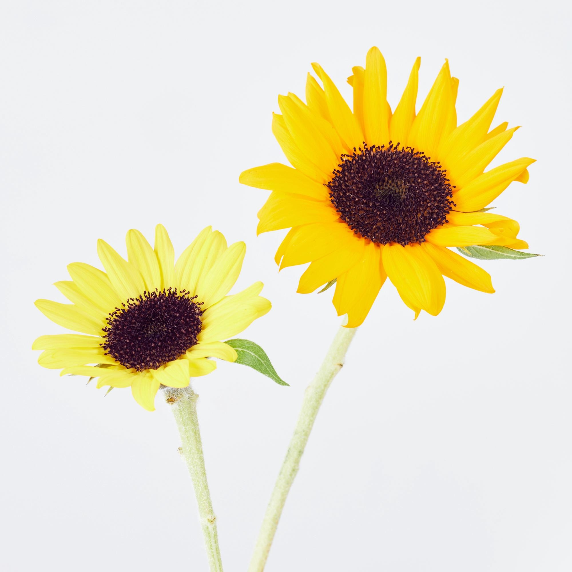 https://image.uniqlo.com/UQ/ST3/jp/imagesgoods/483844/feature/jpgoods_483844_feature1.jpg