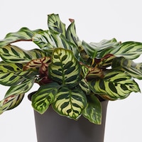 https://image.uniqlo.com/UQ/ST3/jp/imagesgoods/483856/feature/jpgoods_483856_feature1.jpg