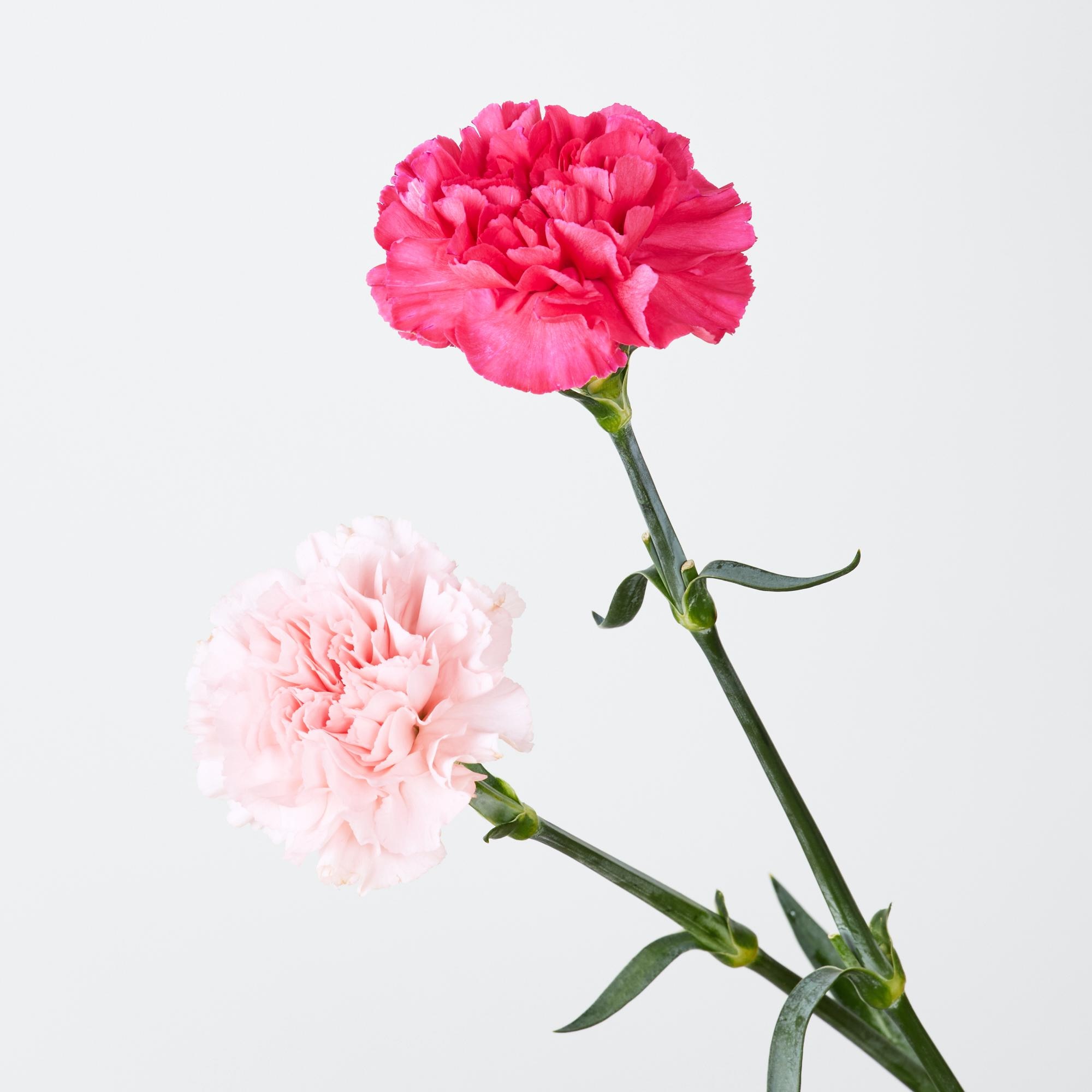 https://image.uniqlo.com/UQ/ST3/jp/imagesgoods/483866/feature/jpgoods_483866_feature1.jpg