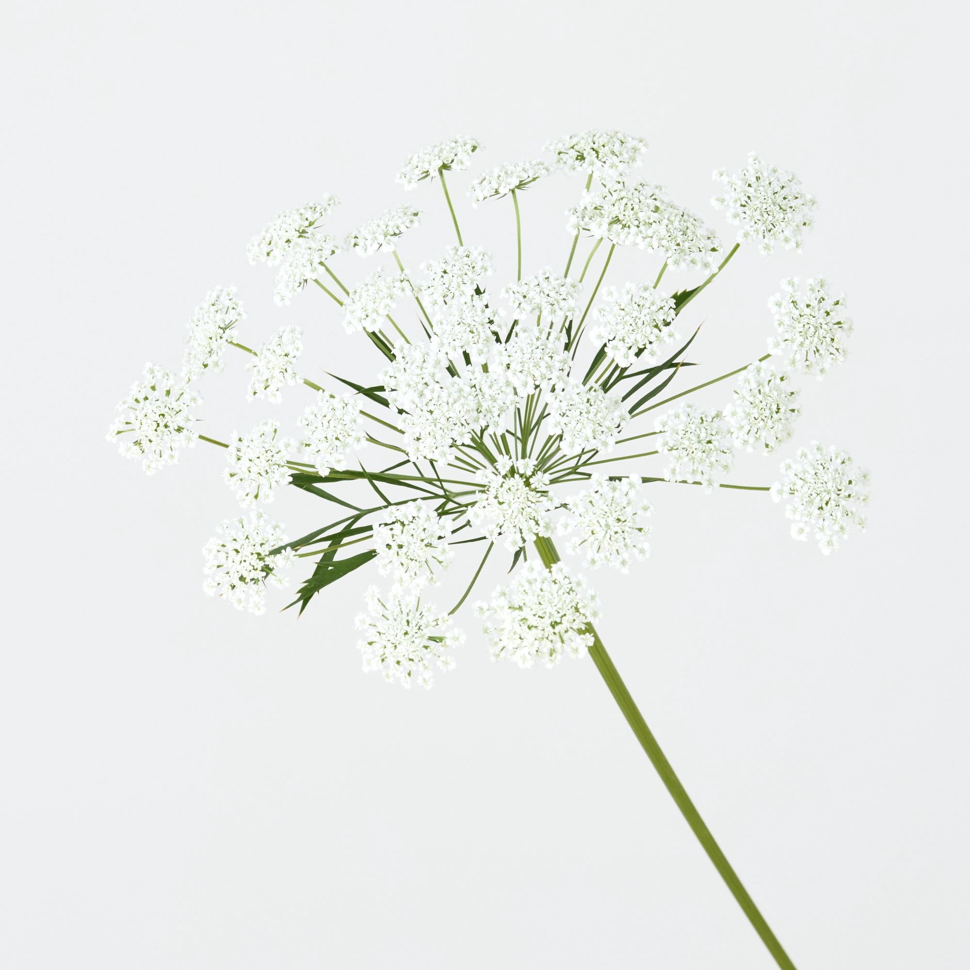 https://image.uniqlo.com/UQ/ST3/jp/imagesgoods/483866/feature/jpgoods_483866_feature2.jpg