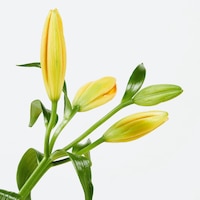 https://image.uniqlo.com/UQ/ST3/jp/imagesgoods/484175/feature/jpgoods_484175_feature1.jpg