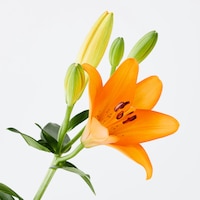 https://image.uniqlo.com/UQ/ST3/jp/imagesgoods/484175/feature/jpgoods_484175_feature2.jpg