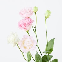 https://image.uniqlo.com/UQ/ST3/jp/imagesgoods/484176/feature/jpgoods_484176_feature1.jpg