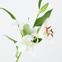 https://image.uniqlo.com/UQ/ST3/jp/imagesgoods/484177/feature/jpgoods_484177_feature1.jpg