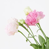 https://image.uniqlo.com/UQ/ST3/jp/imagesgoods/484180/feature/jpgoods_484180_feature1.jpg
