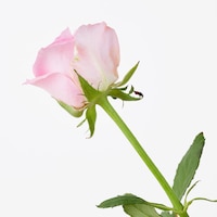 https://image.uniqlo.com/UQ/ST3/jp/imagesgoods/484180/feature/jpgoods_484180_feature3.jpg