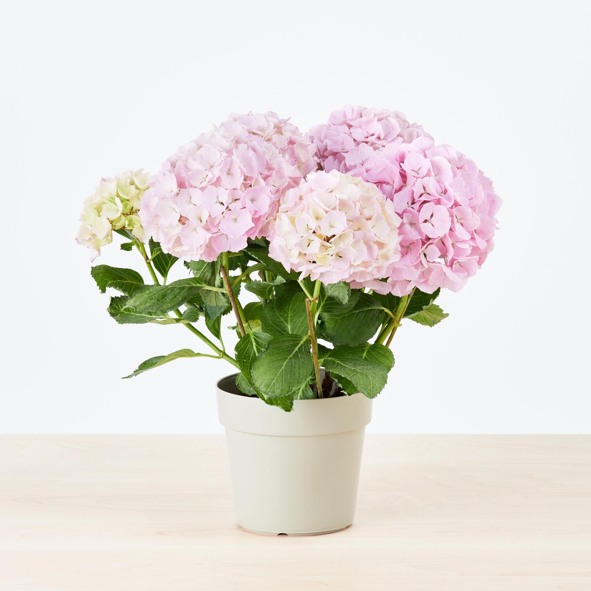 https://image.uniqlo.com/UQ/ST3/jp/imagesgoods/484288/feature/jpgoods_484288_feature1.jpg