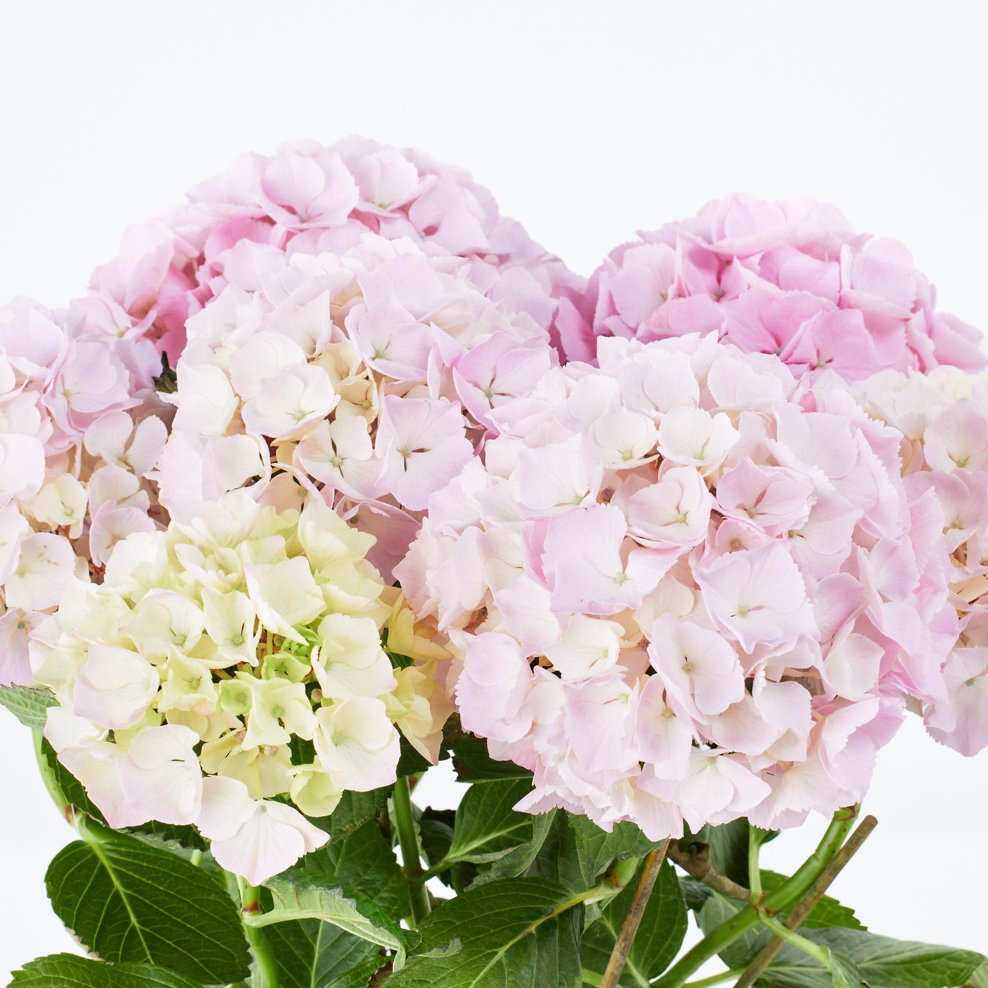 https://image.uniqlo.com/UQ/ST3/jp/imagesgoods/484288/feature/jpgoods_484288_feature2.jpg