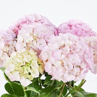 https://image.uniqlo.com/UQ/ST3/jp/imagesgoods/484288/feature/jpgoods_484288_feature2.jpg