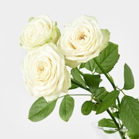 https://image.uniqlo.com/UQ/ST3/jp/imagesgoods/487789/feature/jpgoods_487789_feature1.jpg