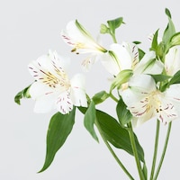 https://image.uniqlo.com/UQ/ST3/jp/imagesgoods/491105/feature/jpgoods_491105_feature2.jpg