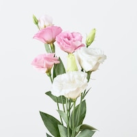 https://image.uniqlo.com/UQ/ST3/jp/imagesgoods/491329/feature/jpgoods_491329_feature3.jpg