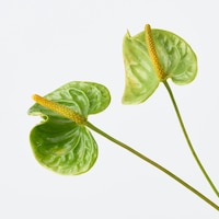 https://image.uniqlo.com/UQ/ST3/jp/imagesgoods/491332/feature/jpgoods_491332_feature1.jpg