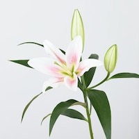 https://image.uniqlo.com/UQ/ST3/jp/imagesgoods/491335/feature/jpgoods_491335_feature1.jpg