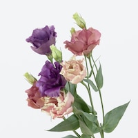 https://image.uniqlo.com/UQ/ST3/jp/imagesgoods/495995/feature/jpgoods_495995_feature1.jpg