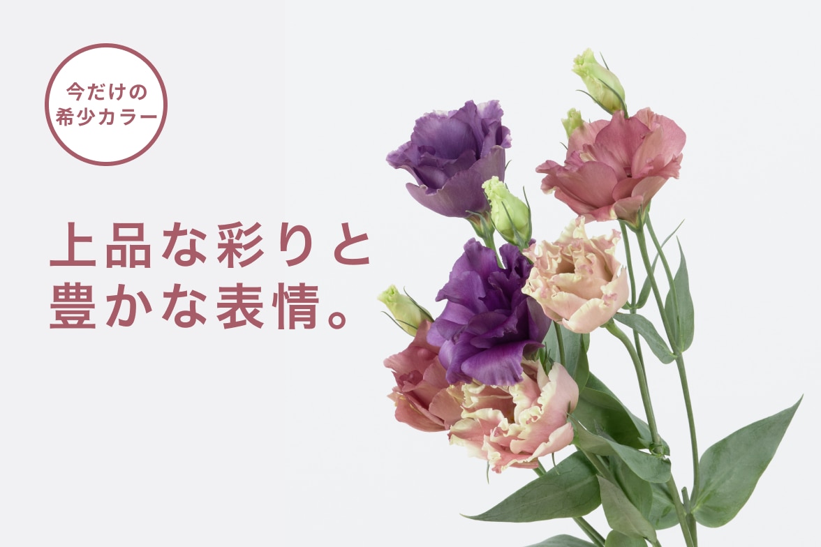 季節のおすすめ