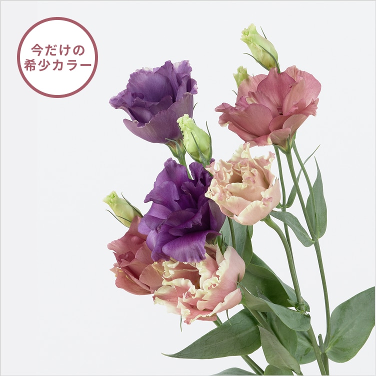 季節のおすすめ