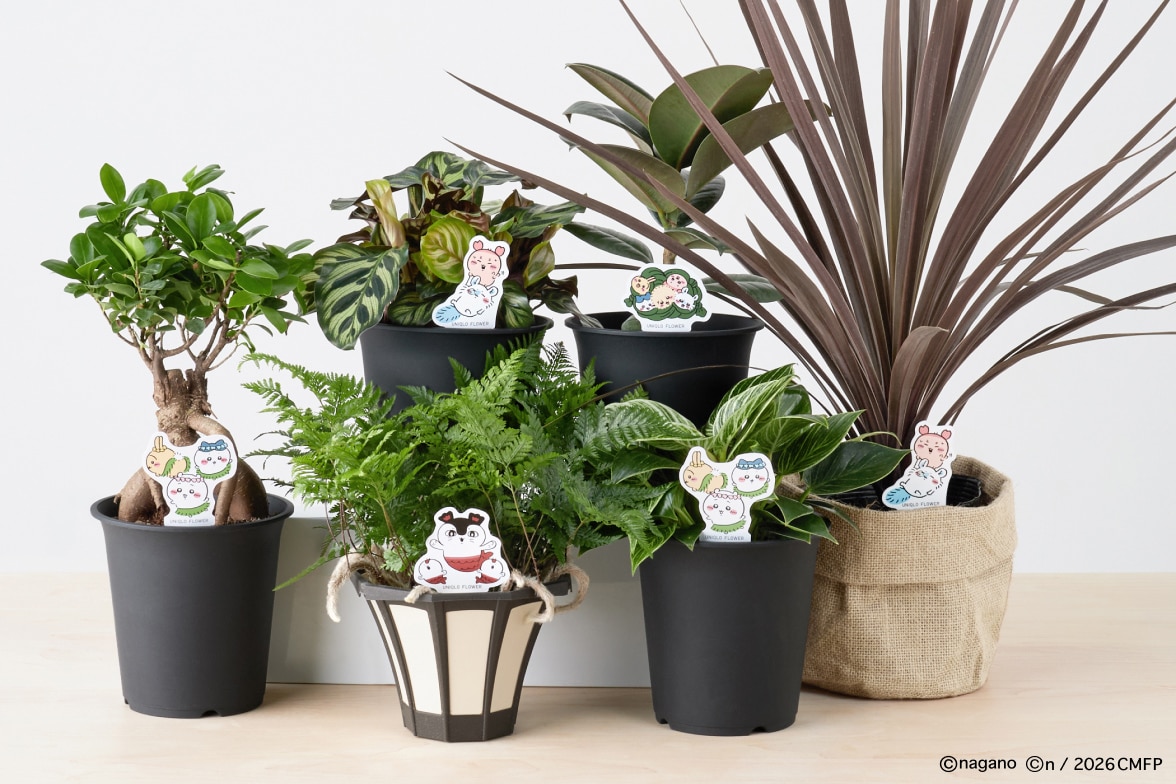 観葉植物