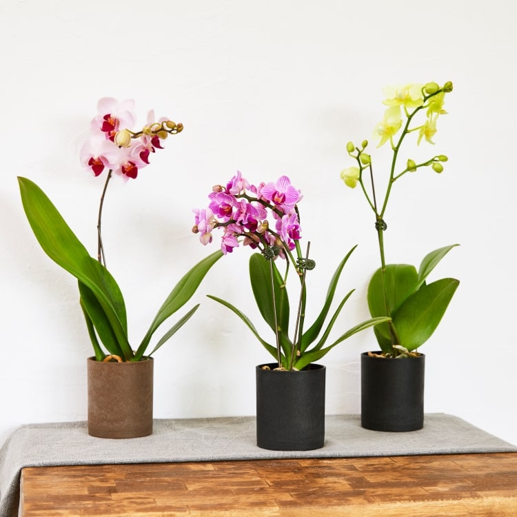 ミニ胡蝶蘭 ¥990～