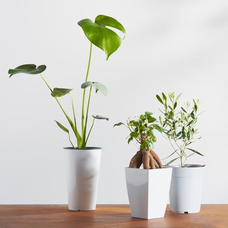 観葉植物 ¥990～