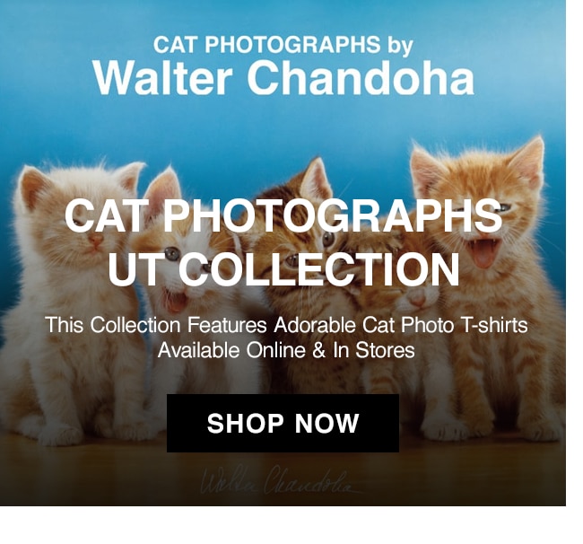 CAT UT BANNER
