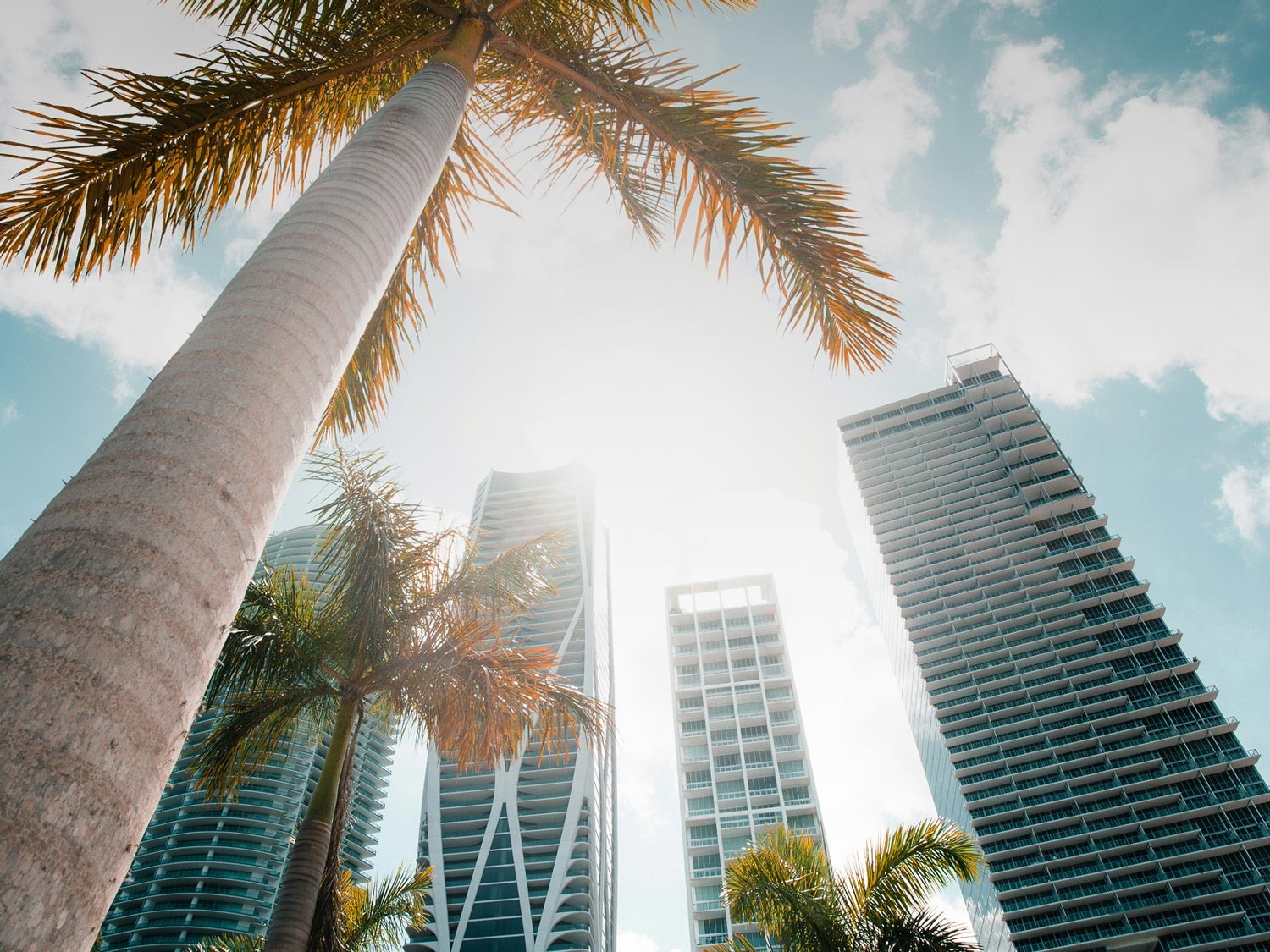 Palm Trees and Skyscrappers